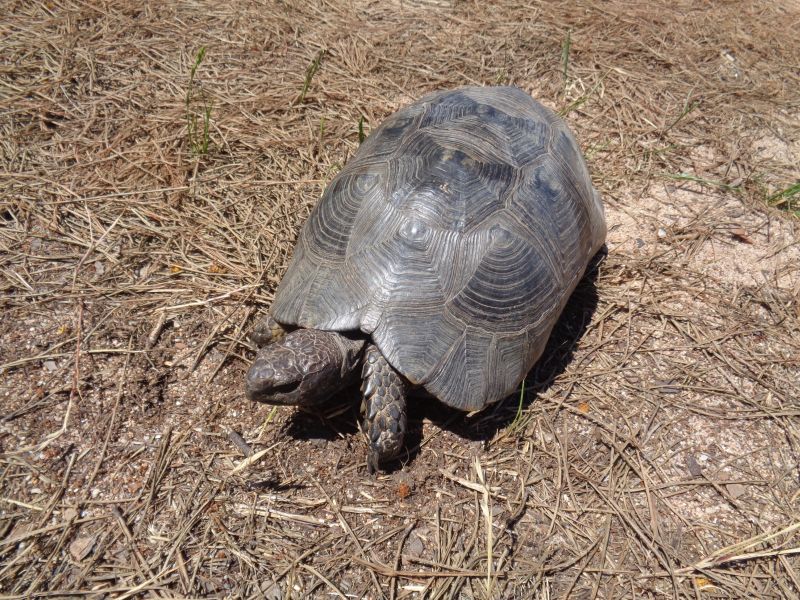 Testudo marginata di colore nero.